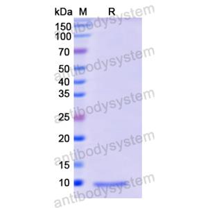 Recombinant Human IGF2, N-His