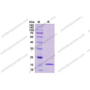 Recombinant Human IL1A/IL1F1, C-His