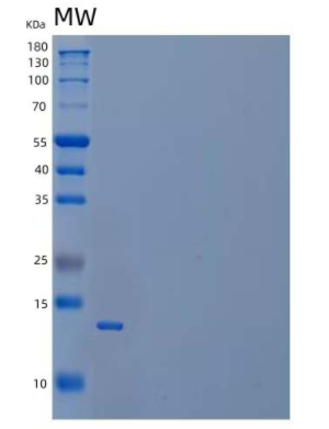 Recombinant Mouse Interleukin-13/IL-13 Protein(C-6His),Recombinant Mouse Interleukin-13/IL-13 Protein(C-6His)