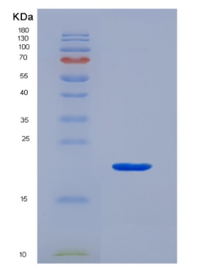 Recombinant Interleukin 1 Alpha (IL1a),Recombinant Interleukin 1 Alpha (IL1a)