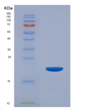 Recombinant Interleukin 22 (IL22),Recombinant Interleukin 22 (IL22)