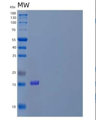 Recombinant Human Interleukin-31/IL-31 Protein,Recombinant Human Interleukin-31/IL-31 Protein