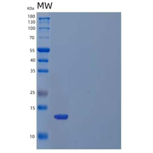 Recombinant Human C-X-C Motif Chemokine 9/CXCL9/MIG Protein(C-6His)
