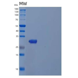 Recombinant Human Tryptase alpha/beta-1/TPSAB1 Protein(C-6His)