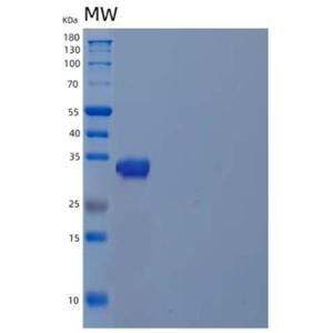 Recombinant Human Cyclophilin C/PPIase C/PPIC Protein(N-Trx, 6His)