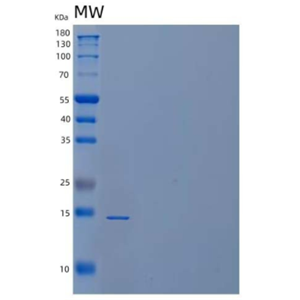 Recombinant Human Cystatin C/CST3 Protein