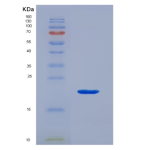 Recombinant Interleukin 1 Alpha (IL1a).