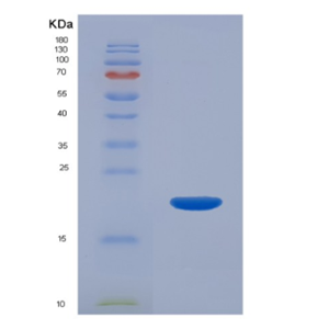 Recombinant Interleukin 22 (IL22),Recombinant Interleukin 22 (IL22)