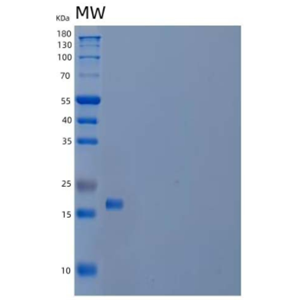 Recombinant Mouse Interleukin-22/IL-22 Protein,Recombinant Mouse Interleukin-22/IL-22 Protein