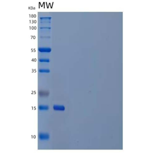 Recombinant Mouse Interleukin-7/IL-7 Protein(C-6His)