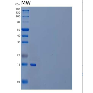 Recombinant Human PLA2G1B/PLA2/PLA2A Protein(C-6His)