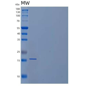 Recombinant Human Platelet-Derived Growth Factor AA/PDGF-AA Protein(N-6His)