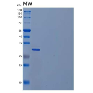 Recombinant Human Chloride Intracellular Channel Protein 4 Protein