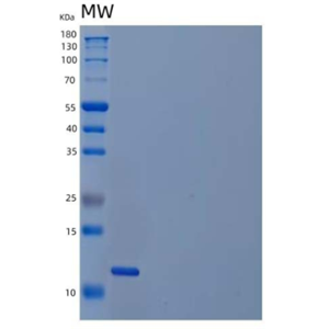 Recombinant Human Platelet-Derived Growth Factor BB/PDGF-BB Protein