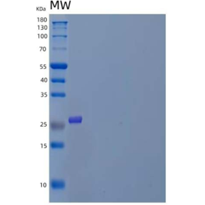 Recombinant Mouse M-CSF/CSF1 Protein