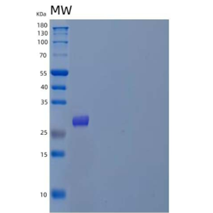 Recombinant Mouse Myostatin/MSTN/GDF-8 Protein(C-6His)