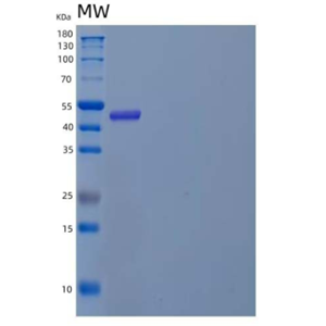 Recombinant Human Angiopoietin-Like Protein 8/ANGPTL8/βtrophin Protein(N-Fc),Recombinant Human Angiopoietin-Like Protein 8/ANGPTL8/βtrophin Protein(N-Fc)