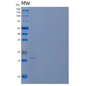 Recombinant Mouse Placenta Growth Factor/PGF/PIGF Protein(C-6His),Recombinant Mouse Placenta Growth Factor/PGF/PIGF Protein(C-6His)