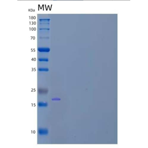 Recombinant Human Early Placenta Insulin-Like Peptide/INSL4/Placentin Protein(C-6His)