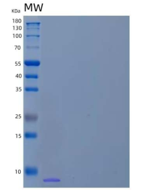 Recombinant Human Apolipoprotein A-II/ApoA2 Protein(C-6His),Recombinant Human Apolipoprotein A-II/ApoA2 Protein(C-6His)