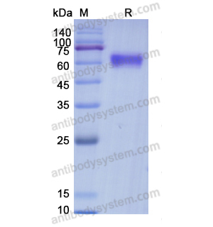 重组EPO蛋白,Recombinant Human EPO, C-Fc