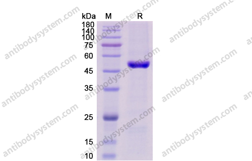 重組CD4蛋白,Recombinant Human CD4, C-His