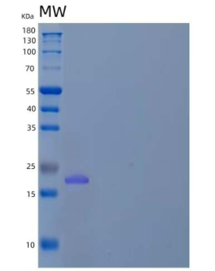 Recombinant Human Endothelial Differentiation-Related Factor 1/EDF1/MBF1 Protein(C-6His),Recombinant Human Endothelial Differentiation-Related Factor 1/EDF1/MBF1 Protein(C-6His)