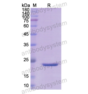 重組APOA2蛋白,Recombinant Human APOA2, N-SUMO