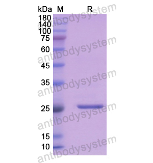 重組FGA蛋白,Recombinant Human FGA, N-His