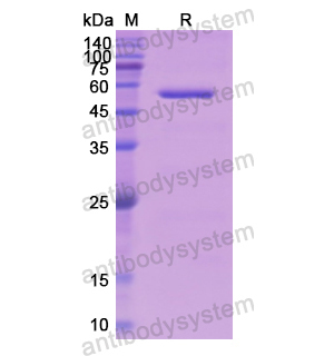 重組FGB蛋白,Recombinant Human FGB, N-His