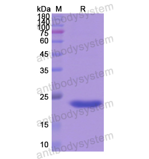 重組MBP蛋白,Recombinant Human MBP, N-His