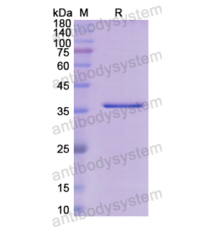 重組CHRNA1蛋白,Recombinant Human CHRNA1, N-GST