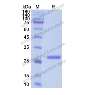 重組APCS蛋白,Recombinant Human APCS, C-His