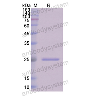 重組C1QA蛋白,Recombinant Human C1QA, N-His