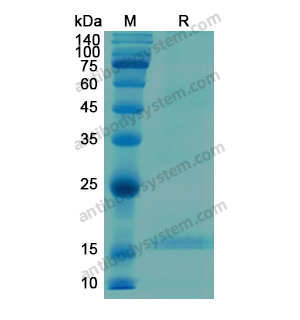 重組C1QC蛋白,Recombinant Human C1QC, N-His