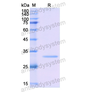 重组C9蛋白,Recombinant Human C9, N-His