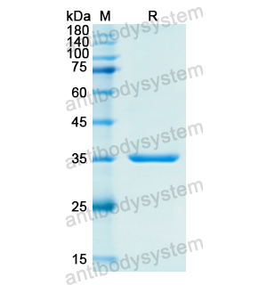 重組FN1蛋白,Recombinant Human FN1, N-His