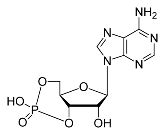 环磷腺苷,Adenosine Cyclophosphate