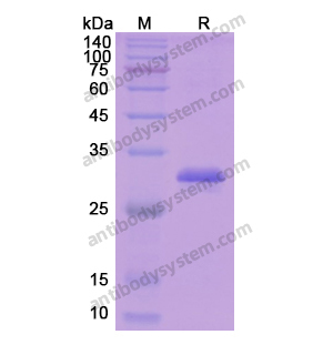 重組ESR1/ER-alpha蛋白,Recombinant Human ESR1/ER-alpha, N-His