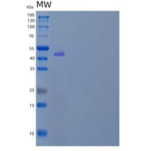 Recombinant Mouse Serpin D1/Heparin Cofactor II/HCF2 Protein(C-6His)