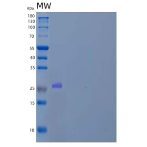 Recombinant Human Kallikrein 8/Neuropsin Protein(C-6His)