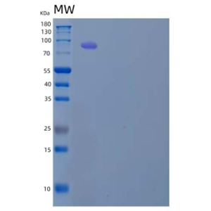 Recombinant Mouse Serpin F2/Alpha-2-Antiplasmin Protein(C-Fc)