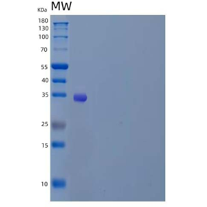 Recombinant Human α-Soluble NSF Attachment Protein/SNAP-α/NAPA Protein(N-6His)
