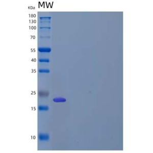 Recombinant Mouse VEGF-A/VEGF164 Protein