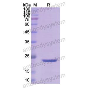 重组APOA2蛋白,Recombinant Human APOA2, N-SUMO