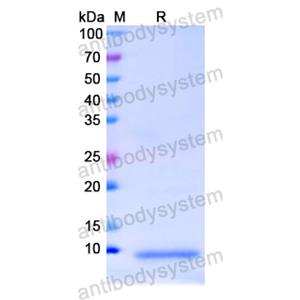重組APOC1蛋白,Recombinant Human APOC1, N-His