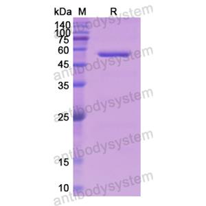 Recombinant Human FGB, N-His