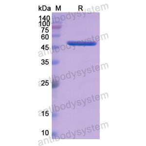 Recombinant Human APCS, N-GST