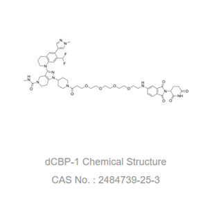 dCBP-1 是一种基于 Cereblon 配体的 p300/CBP 的有效且选择性的异双功能降解剂。
