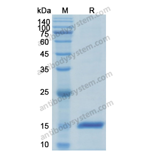 重组ANG蛋白,Recombinant Human ANG, N-His